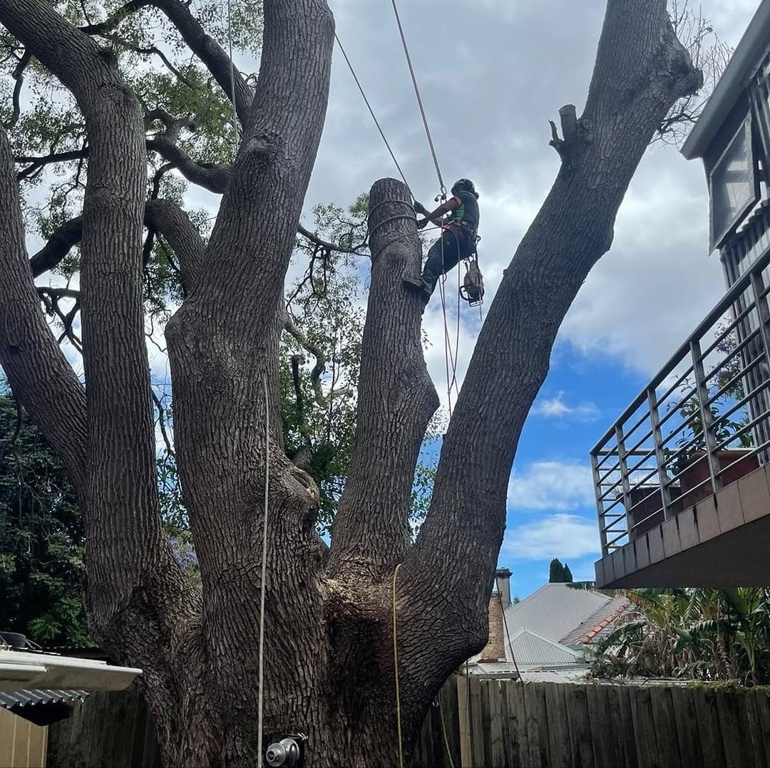 Certified arborist climbing a tree in Sydney