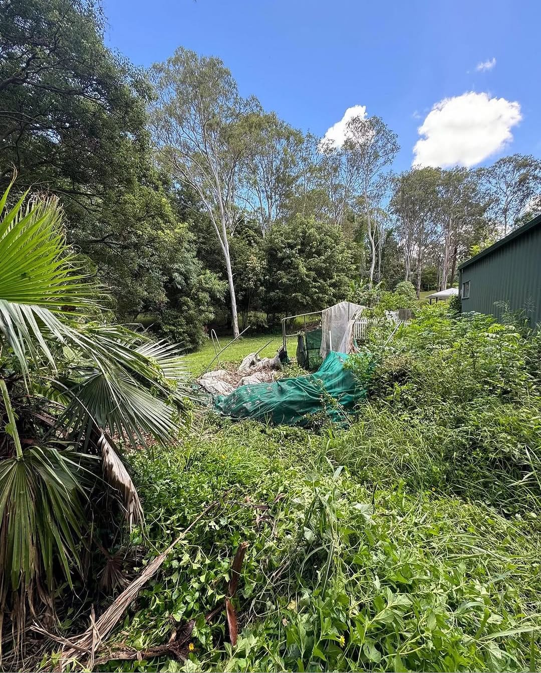 Full yard cleanup and green waste removal