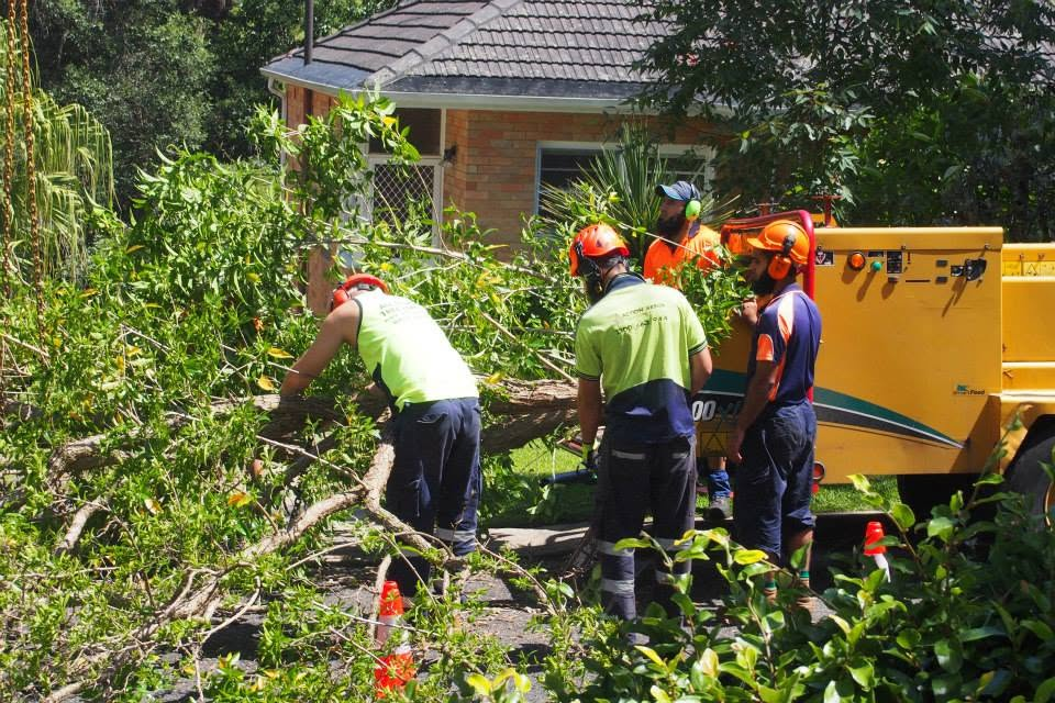 Arbor Tree Solutions crew on the job in Sydney