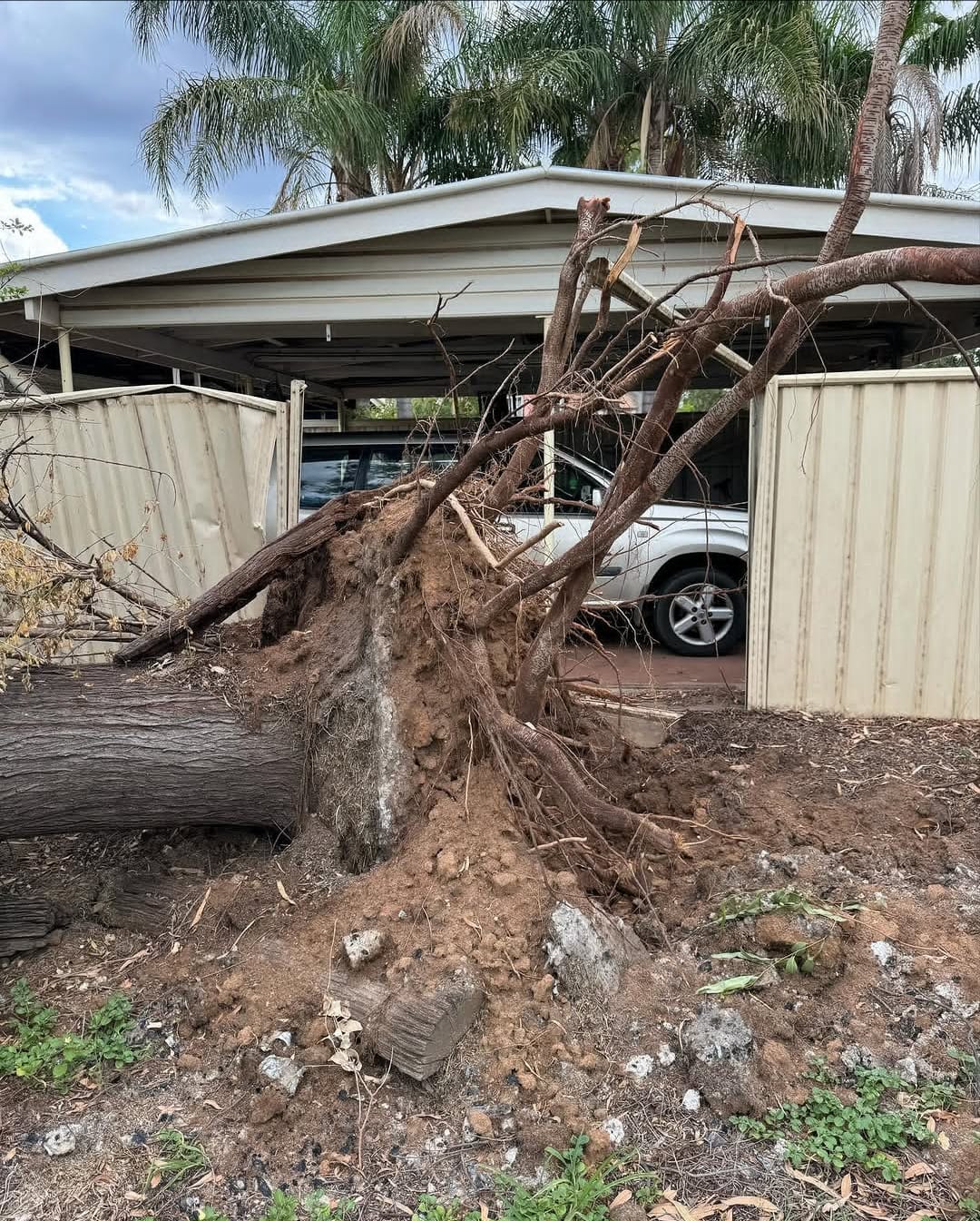 Storm damaged palm tree requiring removal in Sydney